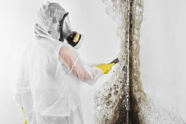 Best Emergency Mold Remediation  in North Alamo, TX